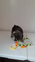Smokey , a male French Bulldog for sale in Millersburg, OH – 2 of 7