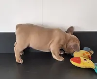 Cocoa, a male French Bulldog for sale in Millersburg, OH – 6 of 8