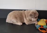 Pebbles , a male French Bulldog for sale in Millersburg, OH – 5 of 8