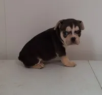 Lily, a female French Bulldog for sale in Millersburg, OH – 6 of 9