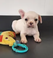 Sandy, a female French Bulldog for sale in Millersburg, OH – 1 of 5