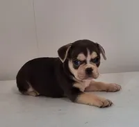 Lily, a female French Bulldog for sale in Millersburg, OH – 2 of 9