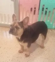 Pebbles , a male French Bulldog for sale in Millersburg, OH – 7 of 8