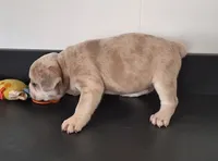Pebbles , a male French Bulldog for sale in Millersburg, OH – 4 of 8