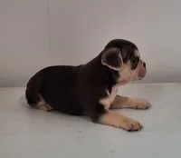Lily, a female French Bulldog for sale in Millersburg, OH – 3 of 9