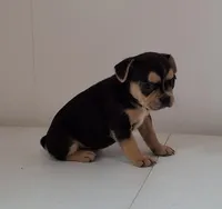 Skye , a female French Bulldog for sale in Millersburg, OH – 1 of 4