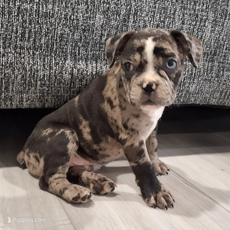 Smokey  – French Bulldog puppy for sale in Millersburg, OH