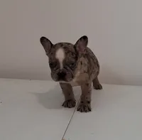 Stryker, a male French Bulldog for sale in Millersburg, OH – 4 of 9