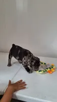 Smokey , a male French Bulldog for sale in Millersburg, OH – 3 of 7
