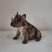 Stryker, a male French Bulldog for sale in Millersburg, OH – 3 of 9