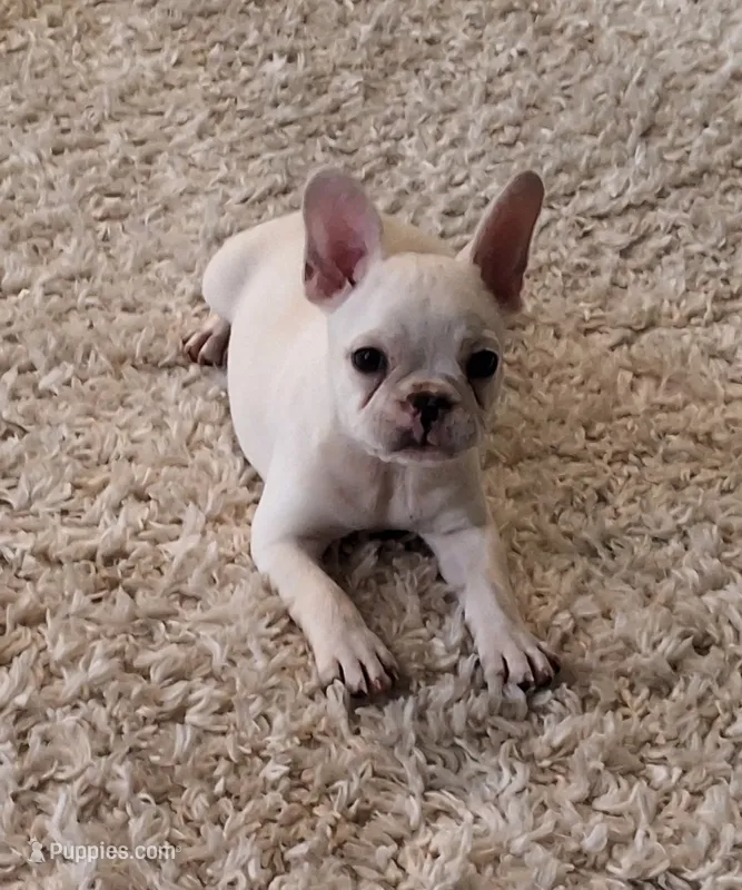 Sandy – French Bulldog puppy for sale in Millersburg, OH