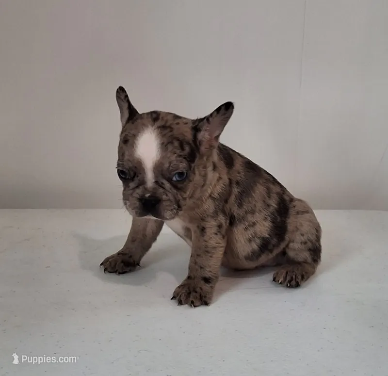 Stryker – French Bulldog puppy for sale in Millersburg, OH