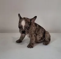 Stryker, a male French Bulldog for sale in Millersburg, OH – 1 of 9