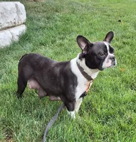 Cocoa, a male French Bulldog for sale in Millersburg, OH – 8 of 8