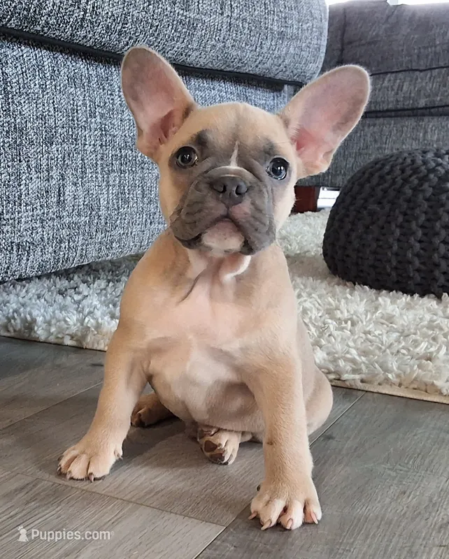 Cocoa – French Bulldog puppy for sale in Millersburg, OH