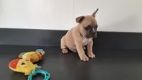 Cocoa, a male French Bulldog for sale in Millersburg, OH – 3 of 8