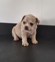 Pebbles , a male French Bulldog for sale in Millersburg, OH – 3 of 8