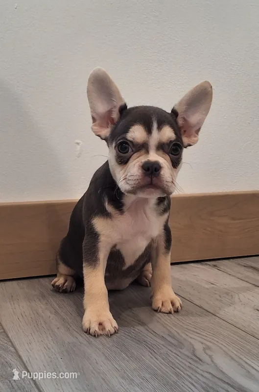 Lily – French Bulldog puppy for sale in Millersburg, OH