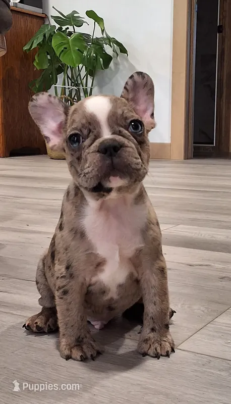 Stryker – French Bulldog puppy for sale in Millersburg, OH