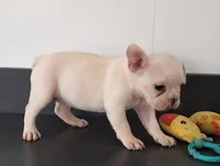 Sandy, a female French Bulldog for sale in Millersburg, OH – 2 of 5