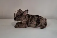 Stryker, a male French Bulldog for sale in Millersburg, OH – 2 of 9