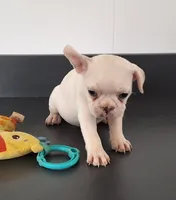 Sandy, a female French Bulldog for sale in Millersburg, OH – 5 of 5