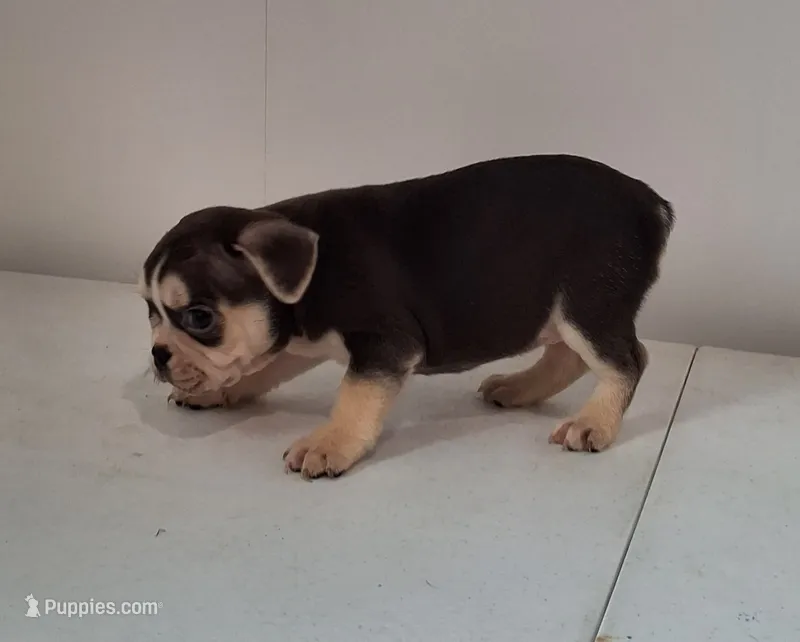 Lily – French Bulldog puppy for sale in Millersburg, OH