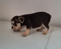 Lily, a female French Bulldog for sale in Millersburg, OH – 1 of 9