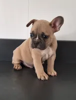 Cocoa, a male French Bulldog for sale in Millersburg, OH – 1 of 8