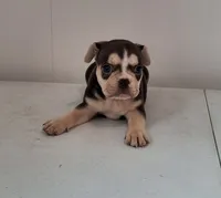 Lily, a female French Bulldog for sale in Millersburg, OH – 4 of 9