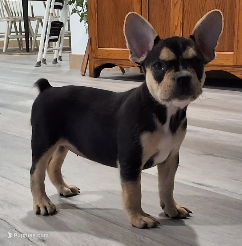 Skye  – French Bulldog puppy for sale in Millersburg, OH
