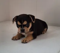 Skye , a female French Bulldog for sale in Millersburg, OH – 3 of 4