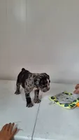 Smokey , a male French Bulldog for sale in Millersburg, OH – 4 of 7