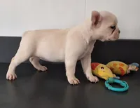 Sandy, a female French Bulldog for sale in Millersburg, OH – 3 of 5