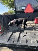 Pink, a female Australian Cattle Dog and Border Collie for sale in Worthington, IA – 1 of 1
