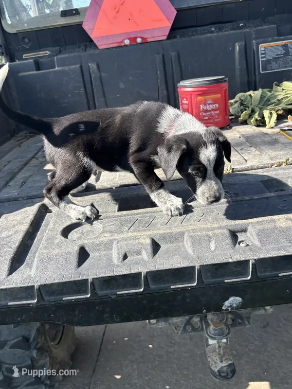 Red – Australian Cattle Dog, Border Collie puppy for sale in Worthington, IA