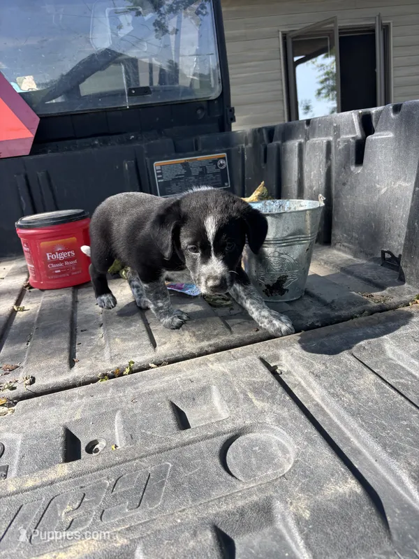Green – Australian Cattle Dog, Border Collie puppy for sale in Worthington, IA