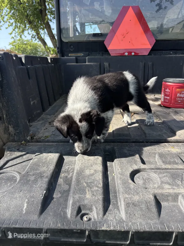 Blue – Australian Cattle Dog, Border Collie puppy for sale in Worthington, IA