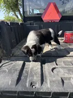 Blue, a male Australian Cattle Dog and Border Collie for sale in Worthington, IA – 1 of 1