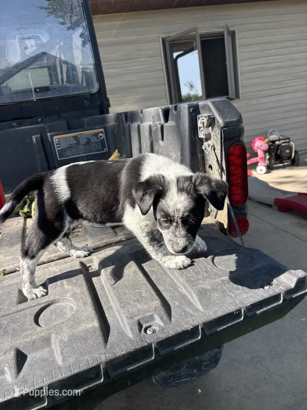 Purple – Australian Cattle Dog, Border Collie puppy for sale in Worthington, IA