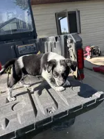 Purple, a female Australian Cattle Dog and Border Collie for sale in Worthington, IA – 1 of 1