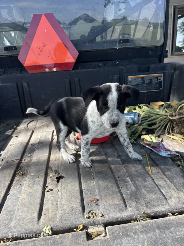 Orange – Australian Cattle Dog, Border Collie puppy for sale in Worthington, IA