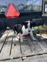 Orange, a male Australian Cattle Dog and Border Collie for sale in Worthington, IA – 1 of 1