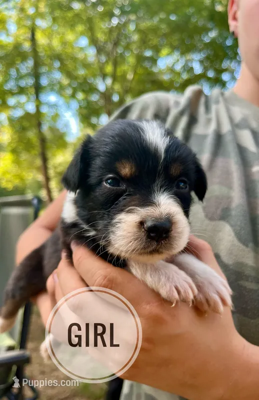 Muffin – Australian Shepherd puppy for sale in Amherst, VA