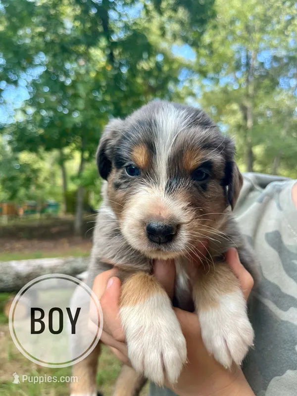 Duke – Australian Shepherd puppy for sale in Amherst, VA