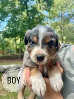 Duke, a male Australian Shepherd for sale in Amherst, VA – 1 of 6