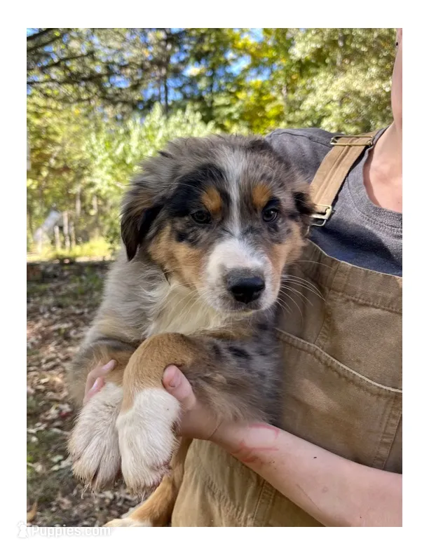 Duke  – Australian Shepherd puppy for sale in Amherst, VA