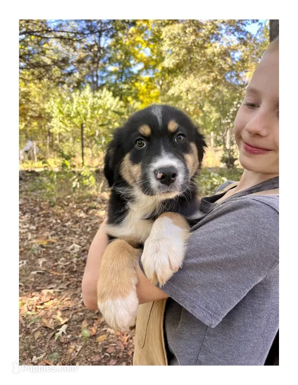 Gus  – Australian Shepherd puppy for sale in Amherst, VA