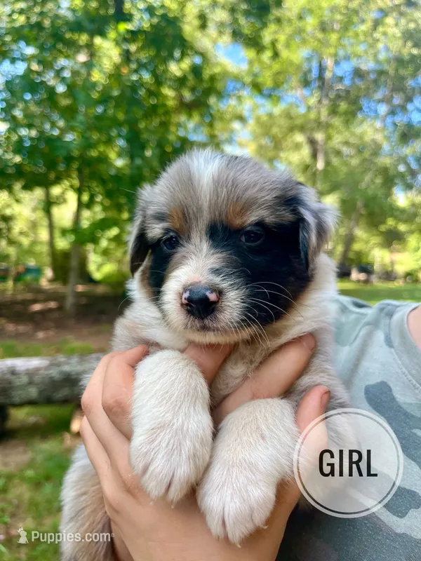 Roxy – Australian Shepherd puppy for sale in Amherst, VA