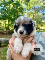 Roxy, a female Australian Shepherd for sale in Amherst, VA – 1 of 8